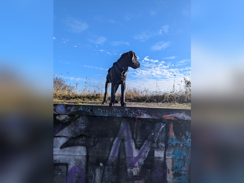 Wunderschöne, lebhafte, Doggen-/ Cane Corso Hündin