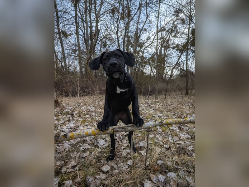 Wunderschöne, lebhafte, Doggen-/ Cane Corso Hündin