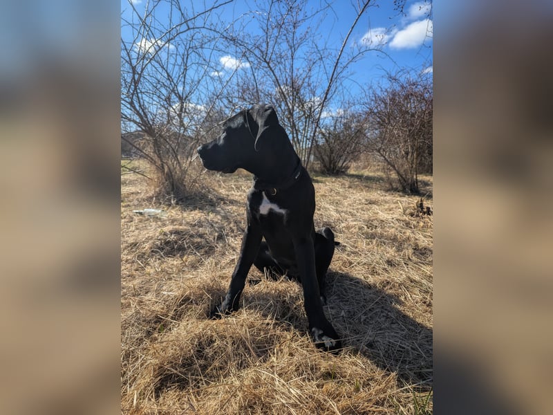Wunderschöne, lebhafte, Doggen-/ Cane Corso Hündin
