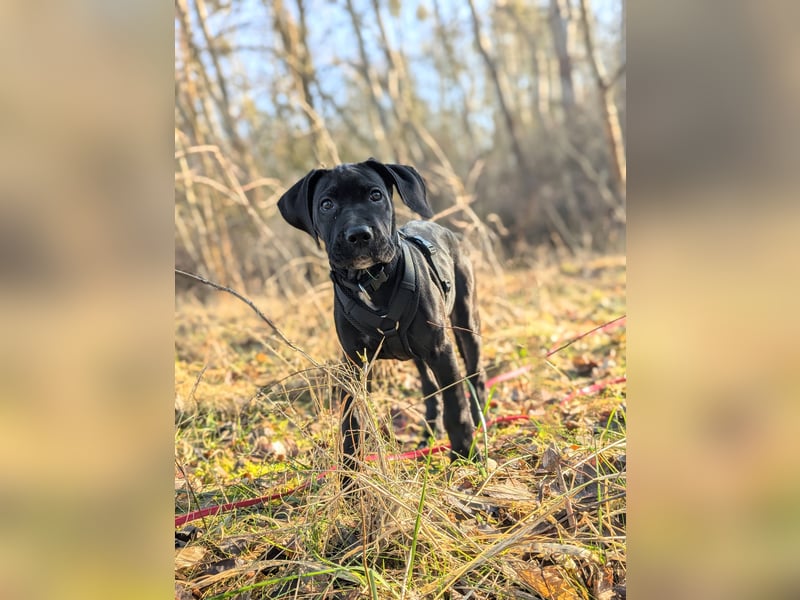 Wunderschöne, lebhafte, Doggen-/ Cane Corso Hündin