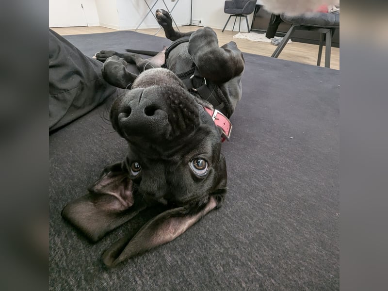 Wunderschöne, lebhafte, Doggen-/ Cane Corso Hündin