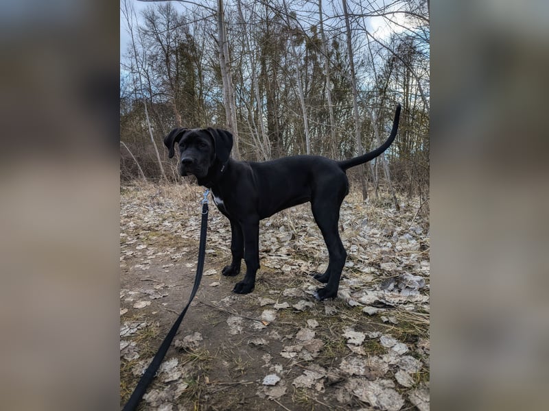 Wunderschöne, lebhafte, Doggen-/ Cane Corso Hündin