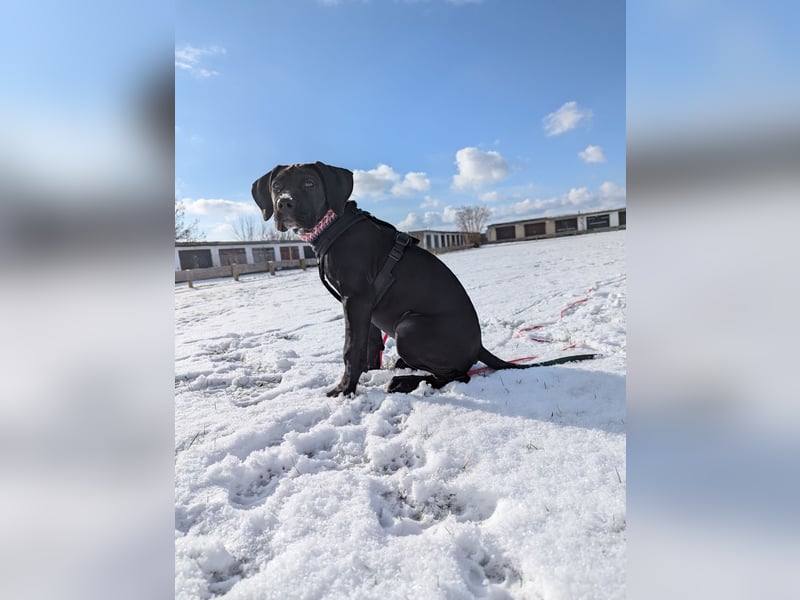 Wunderschöne, lebhafte, Doggen-/ Cane Corso Hündin