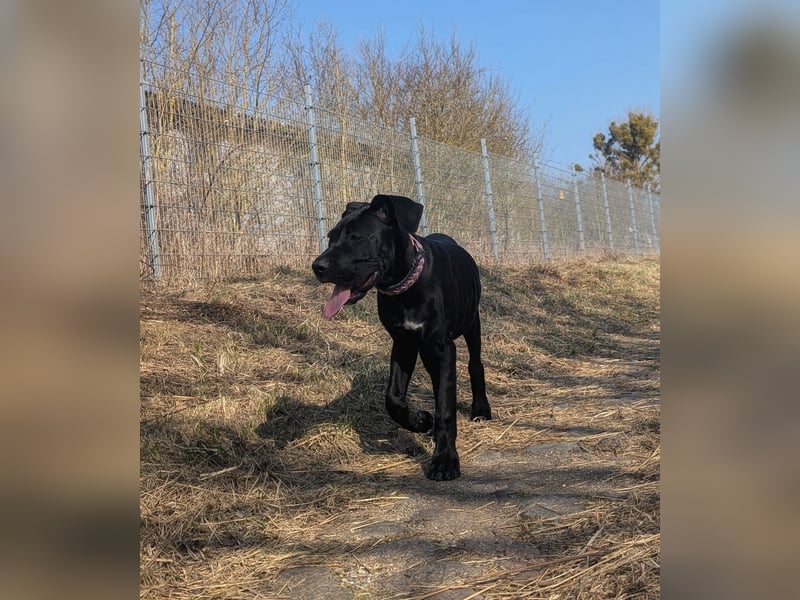 Wunderschöne, lebhafte, Doggen-/ Cane Corso Hündin