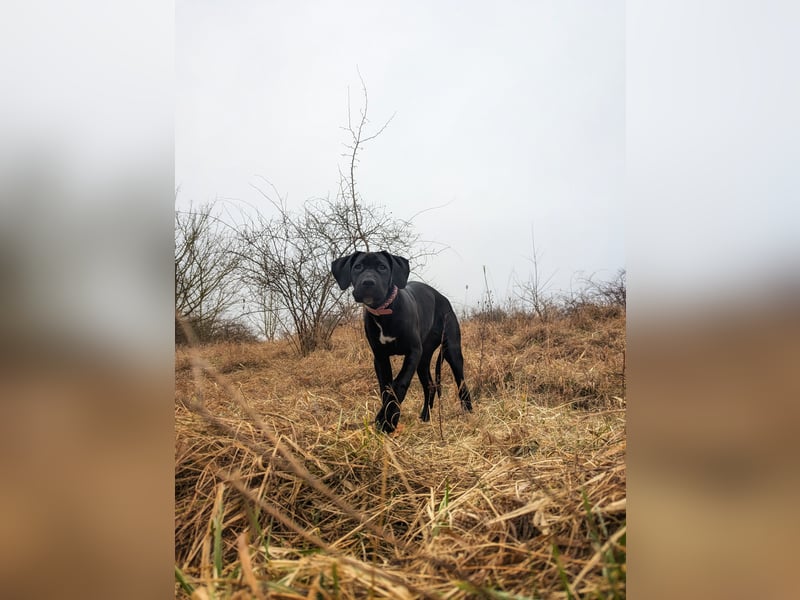 Wunderschöne, lebhafte, Doggen-/ Cane Corso Hündin