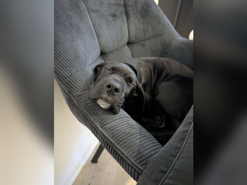Wunderschöne, lebhafte, Doggen-/ Cane Corso Hündin