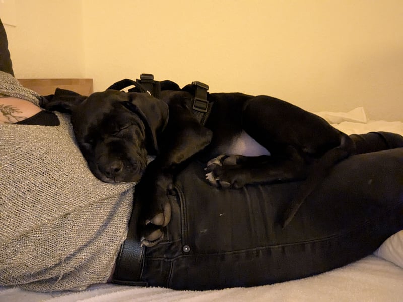 Wunderschöne, lebhafte, Doggen-/ Cane Corso Hündin