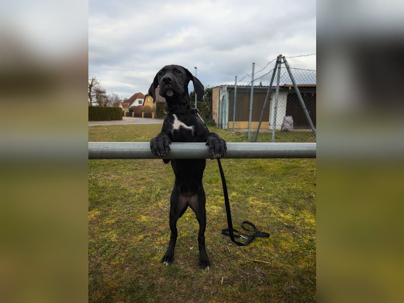 Wunderschöne, lebhafte, Doggen-/ Cane Corso Hündin