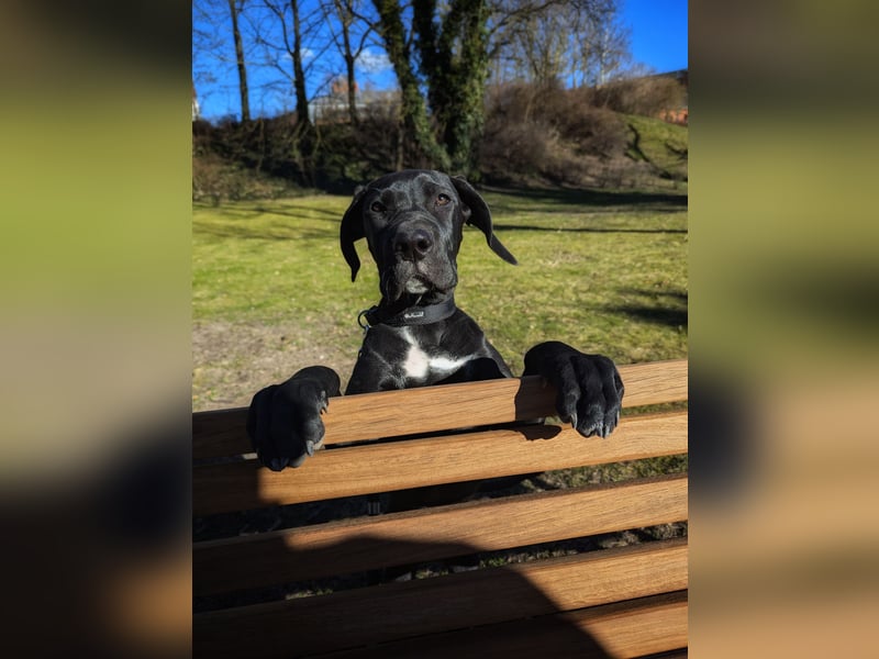 Wunderschöne, lebhafte, Doggen-/ Cane Corso Hündin