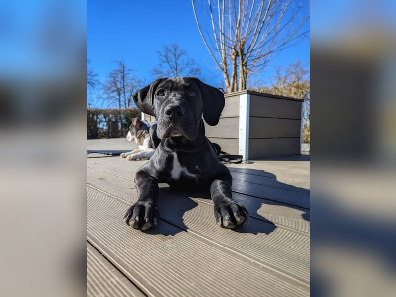 Wunderschöne, lebhafte, Doggen-/ Cane Corso Hündin