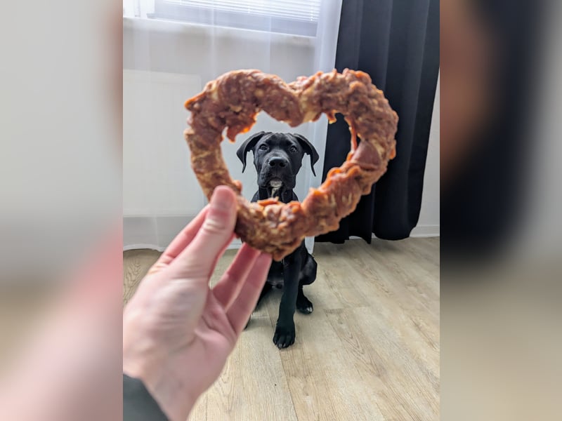 Wunderschöne, lebhafte, Doggen-/ Cane Corso Hündin