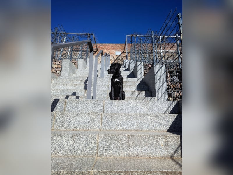 Wunderschöne, lebhafte, Doggen-/ Cane Corso Hündin