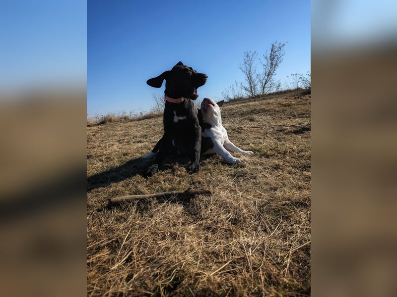 Wunderschöne, lebhafte, Doggen-/ Cane Corso Hündin
