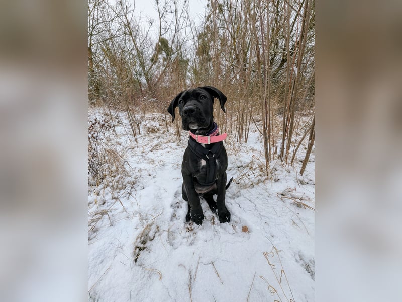 Wunderschöne, lebhafte, Doggen-/ Cane Corso Hündin