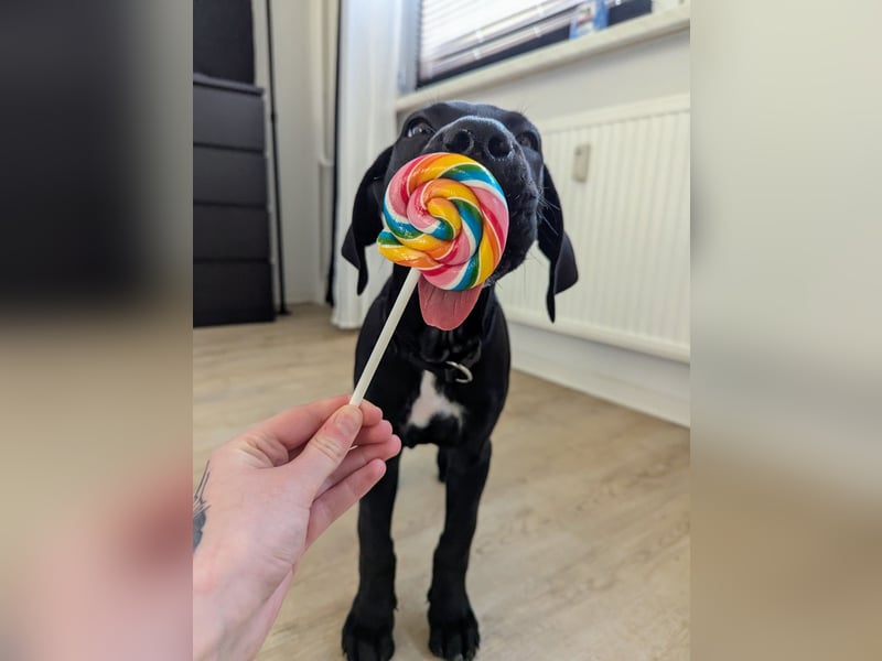 Wunderschöne, lebhafte, Doggen-/ Cane Corso Hündin