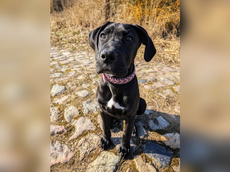 Wunderschöne, lebhafte, Doggen-/ Cane Corso Hündin