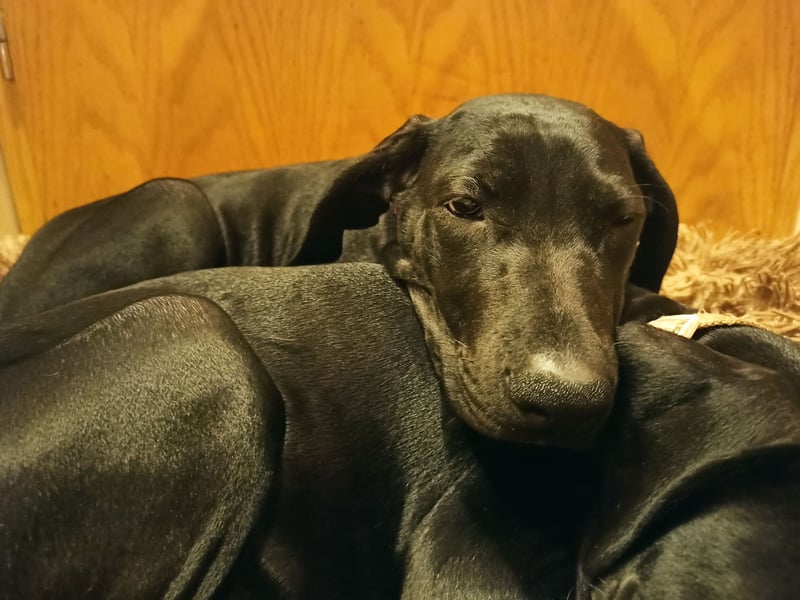 Cane Corso Dobermann mix Welpe Hündin