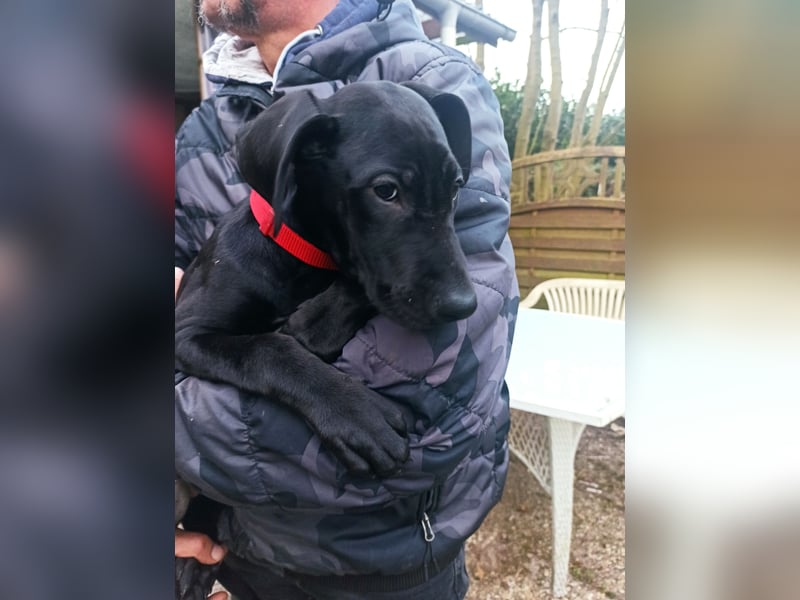 Cane Corso Dobermann mix Welpe Hündin