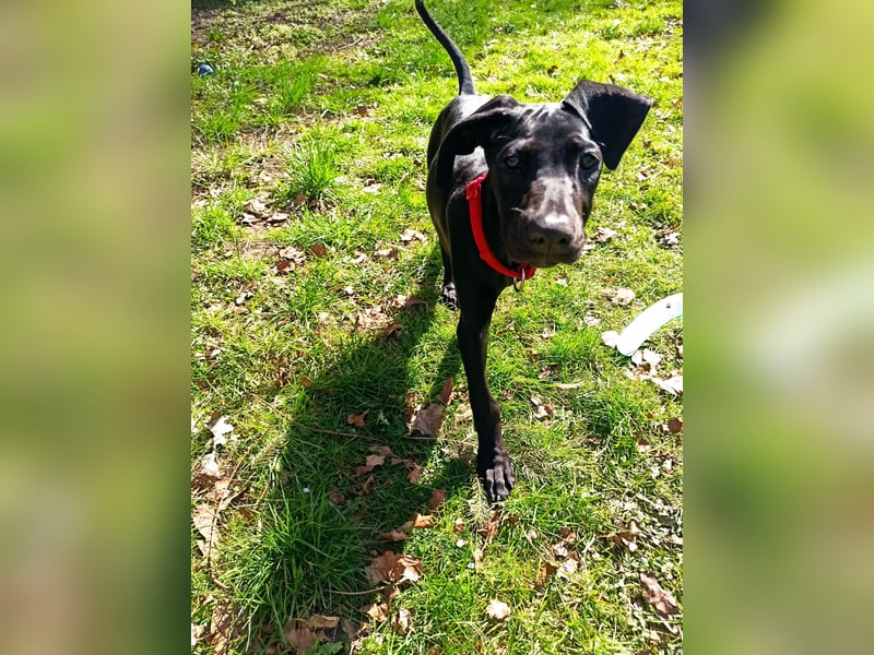 Cane Corso Dobermann mix Welpe Hündin