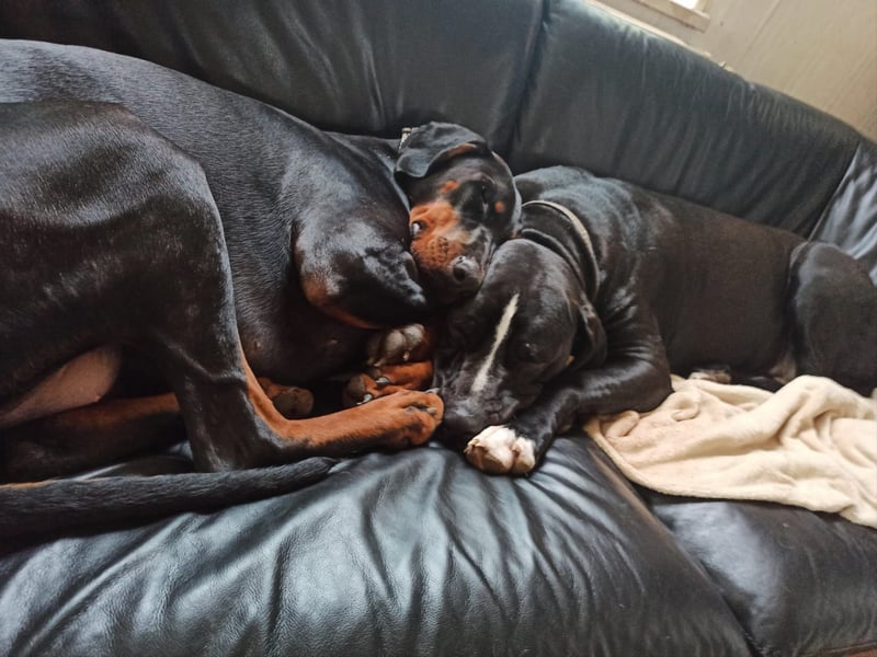 Cane Corso Dobermann mix Welpe Hündin