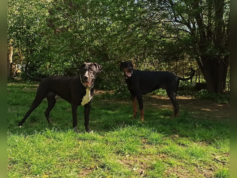 Cane Corso Dobermann mix Welpe Hündin