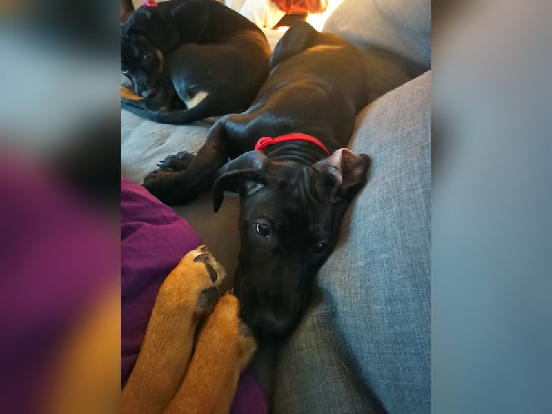 Cane Corso Dobermann mix Welpe Hündin