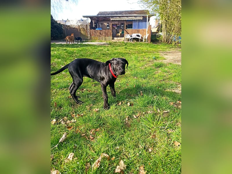 Cane Corso Dobermann mix Welpe Hündin