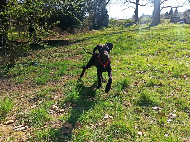 Cane Corso Dobermann mix Welpe Hündin