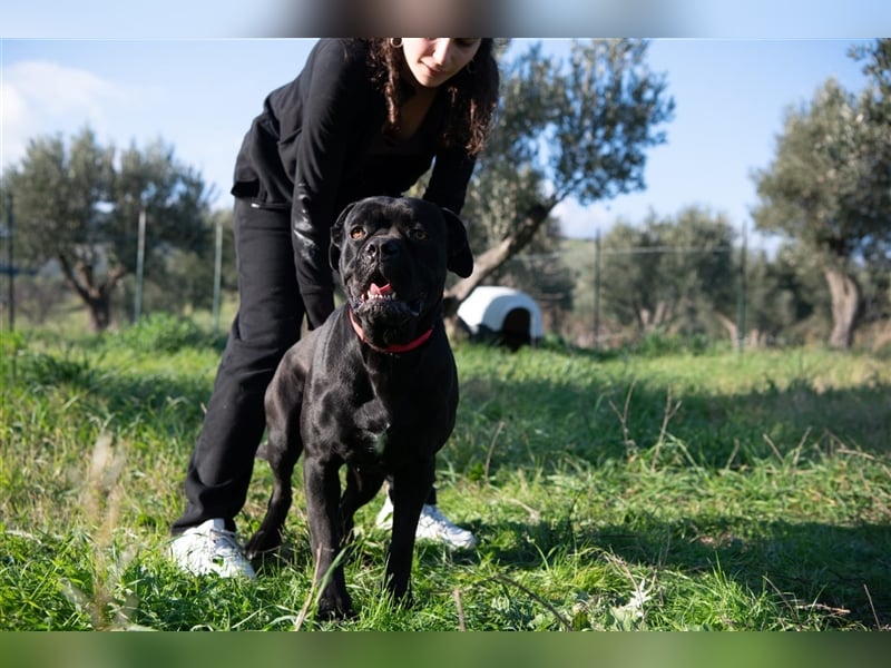 Margot – ein Traum von einem Hund, aber sicher nicht für Jedermann -