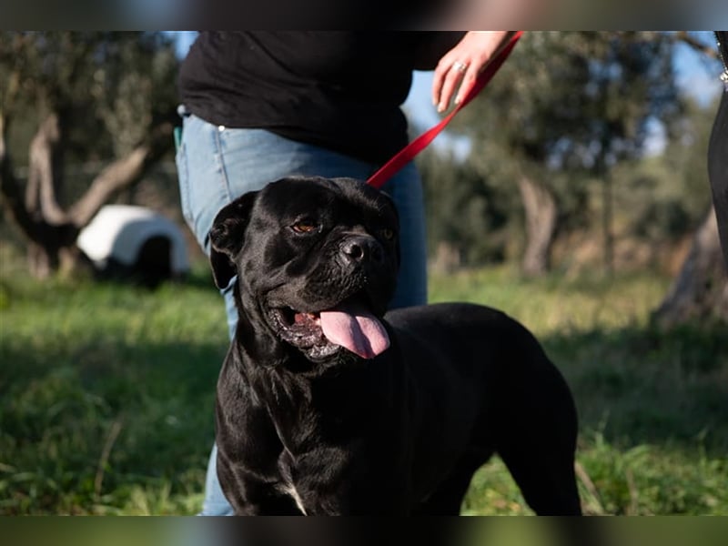 Margot – ein Traum von einem Hund, aber sicher nicht für Jedermann -