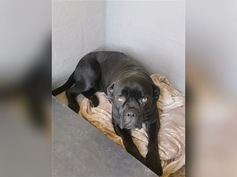 Margot – ein Traum von einem Hund, aber sicher nicht für Jedermann -