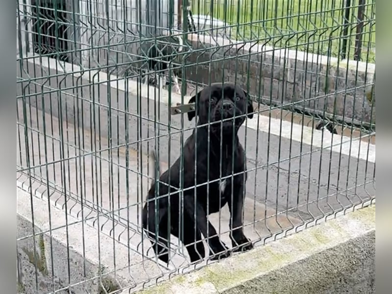 Margot – ein Traum von einem Hund, aber sicher nicht für Jedermann -