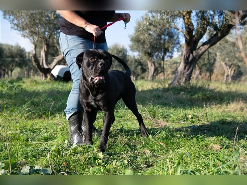 Margot – ein Traum von einem Hund, aber sicher nicht für Jedermann -
