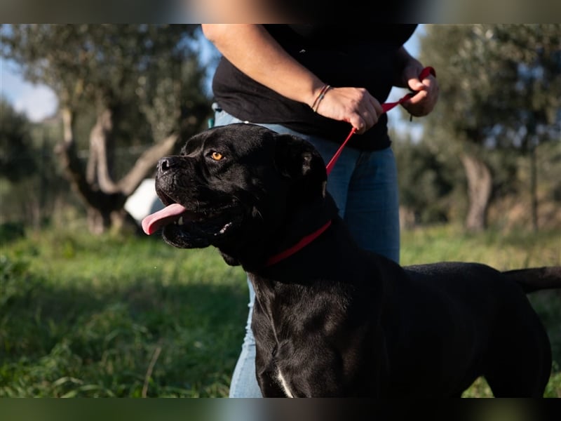Margot – ein Traum von einem Hund, aber sicher nicht für Jedermann -