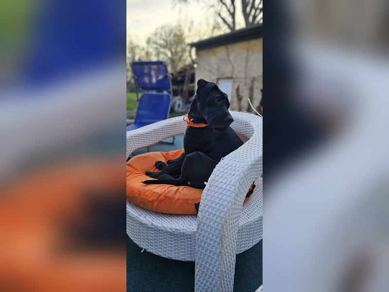 Cane Corso Italiano Saupacker Mix