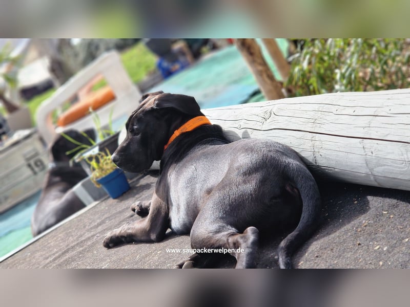 Saupackerwelpen Cane Corso Italiano