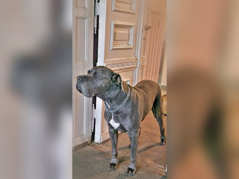 Saupackerwelpen Cane Corso Italiano