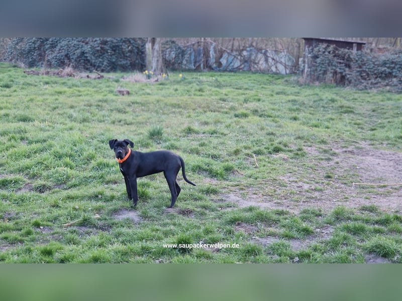 Saupackerwelpen Cane Corso Italiano