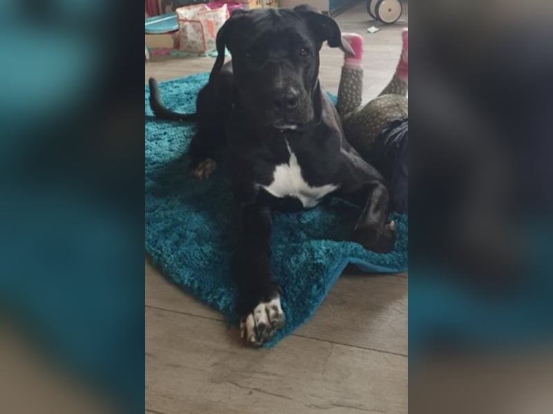 Cane Corso Presa Canario Mischling