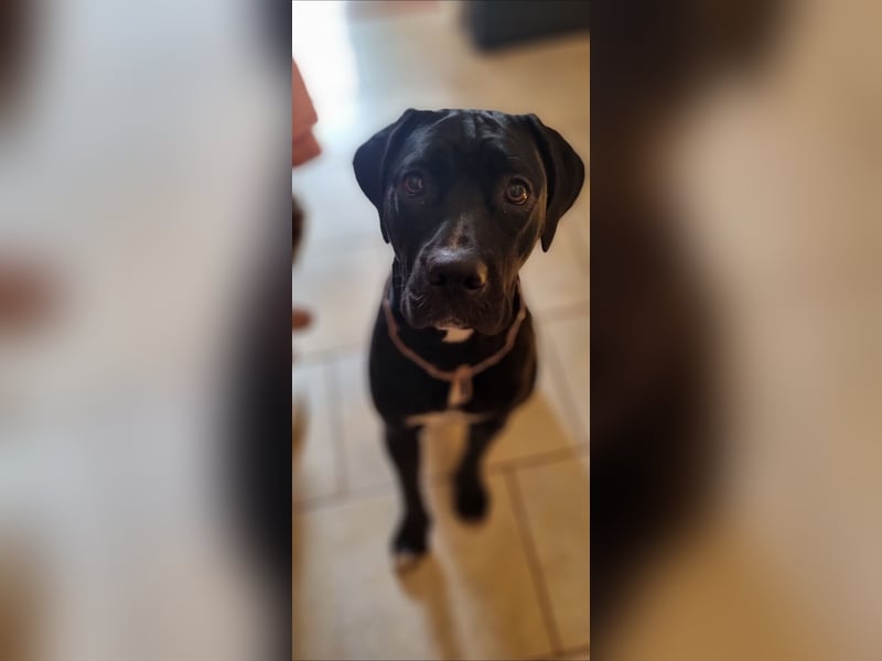 Cane Corso Mischlingshündin