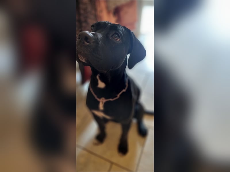 Cane Corso Mischlingshündin