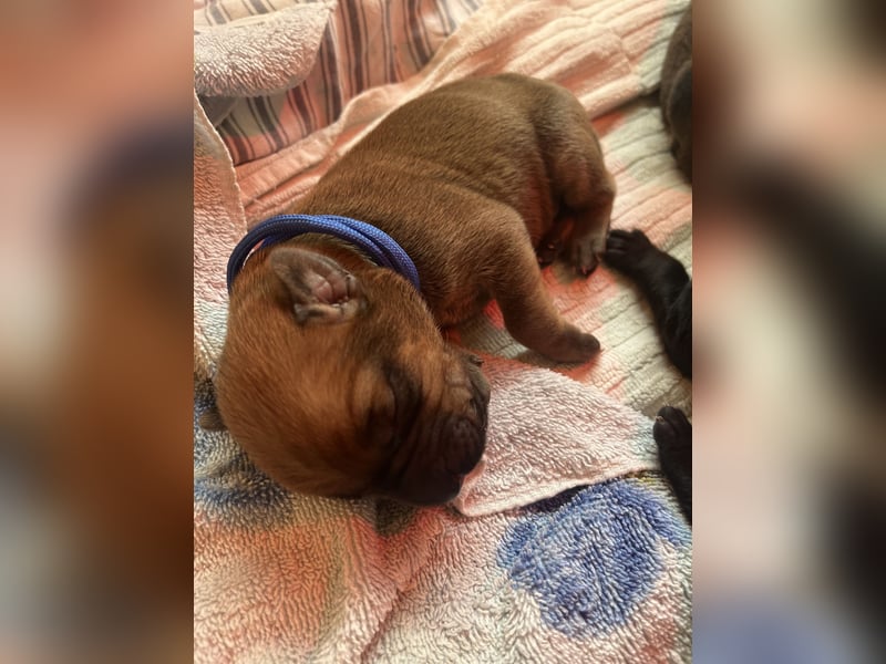 Wurfankündigung Cane Corso/Flat & Broholmer