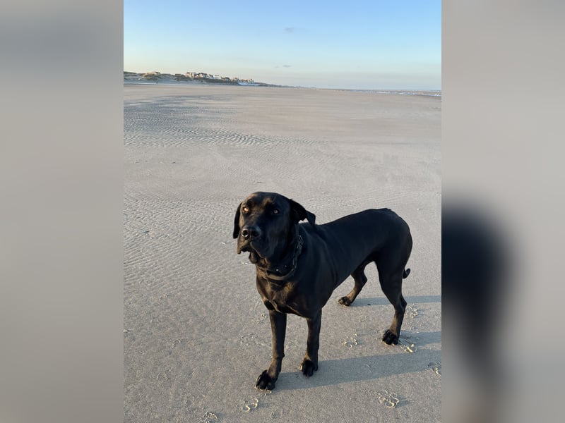 Cane Corso / Flat / Broholmer Wurfankündigung