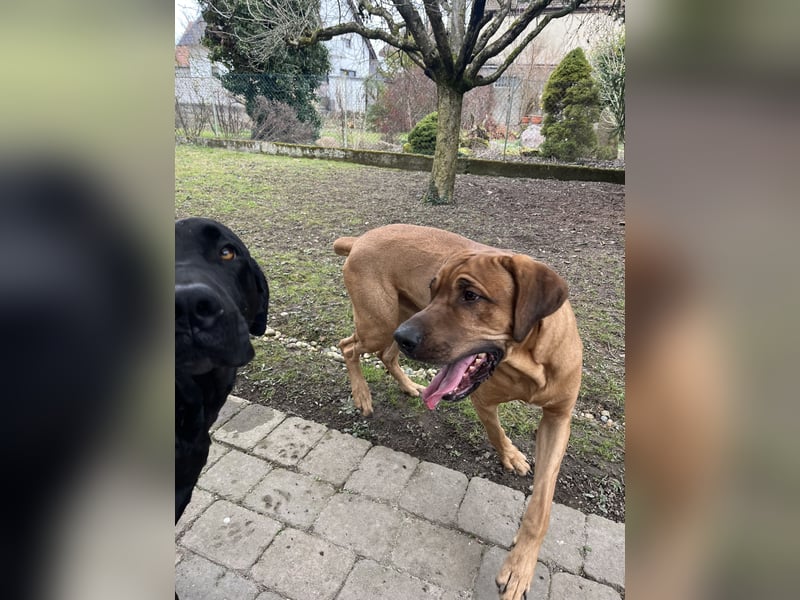 Wurfankündigung Cane Corso/Flat & Broholmer