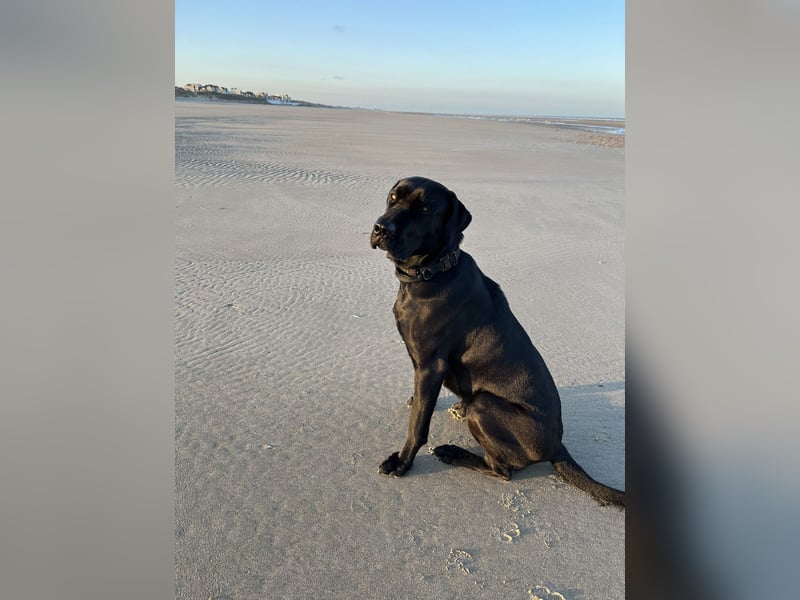 Wurfankündigung Cane Corso/Flat & Broholmer
