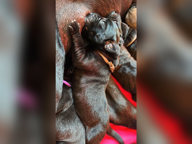 Wurfankündigung Cane Corso/Flat & Broholmer