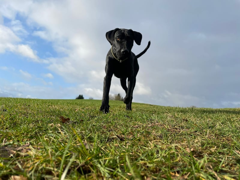 Wurfankündigung Cane Corso/Flat & Broholmer