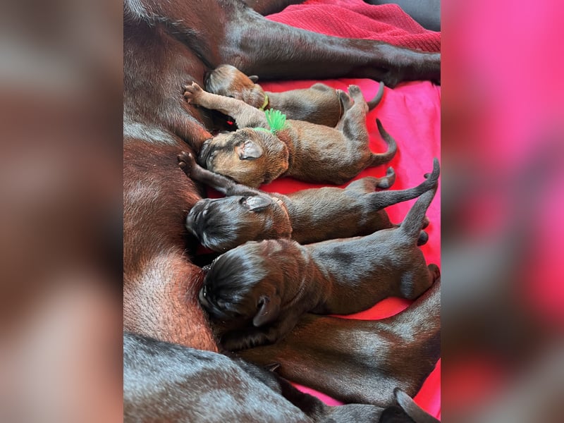 Wurfankündigung Cane Corso/Flat & Broholmer