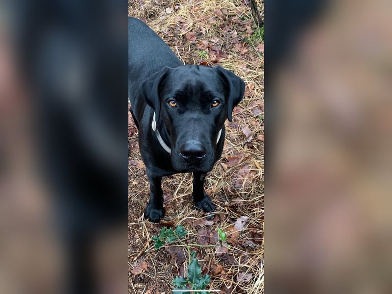 Cane Corso / Flat / Broholmer Wurfankündigung
