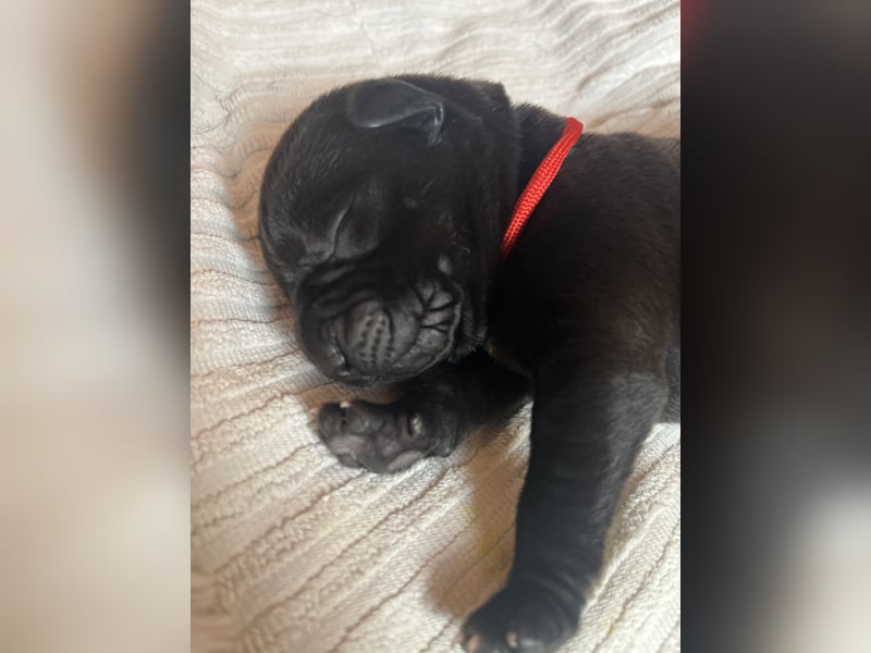 Wurfankündigung Cane Corso/Flat & Broholmer